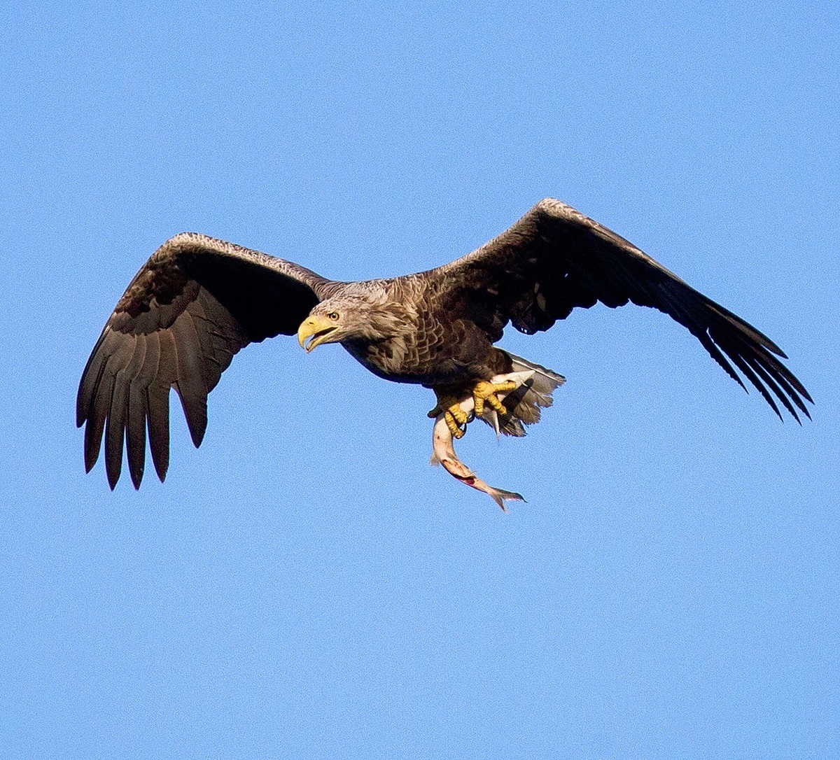 White-tailed Eagle na may umaga biktima