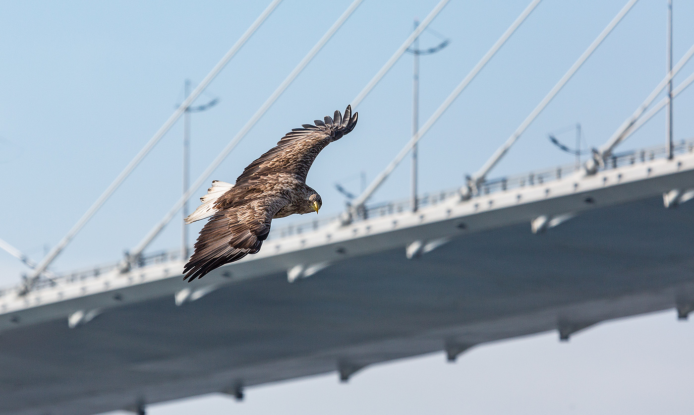 White-tailed eagle û di background ji pira li ser Horn Zêrîn, li navenda bajarê Vladîvostokê