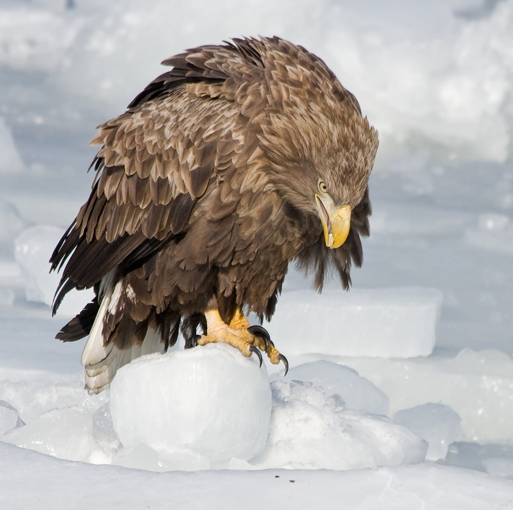 Eagle White-tailed në akull të Gjirit të Artë Horn. Vladivostok