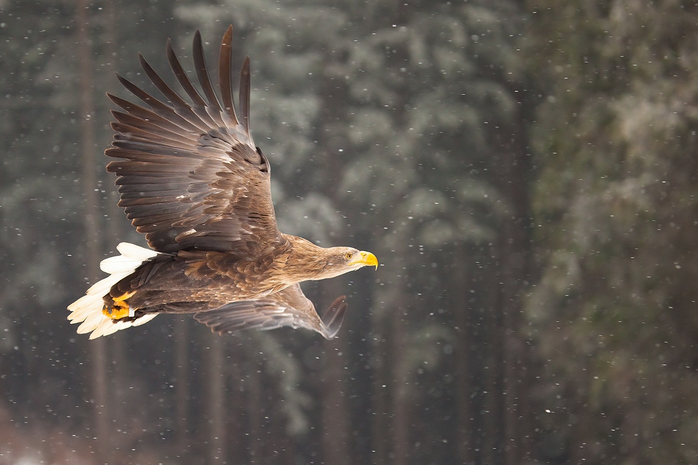 White-tailed eagle: flying in a winter forest