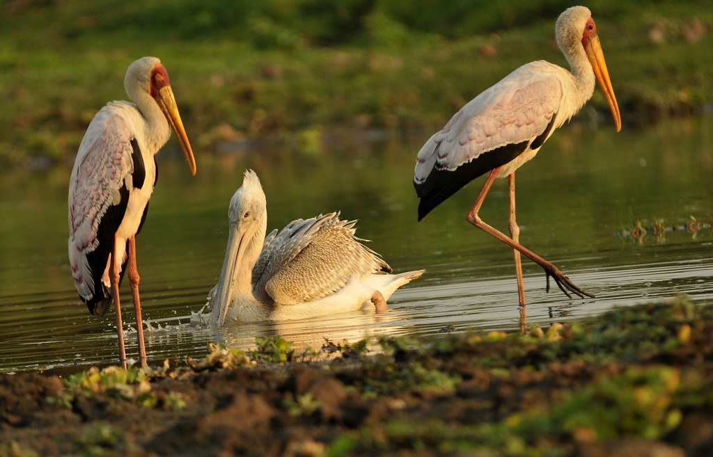 Pelicano (espécie de dorso rosa) e duas garças na Tanzânia