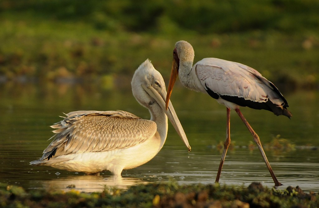 Pelikán a Heron v Tanzánii