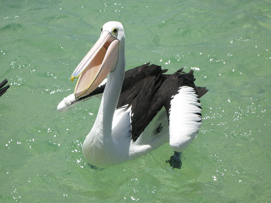 Ostralyen Pelican sou dlo a