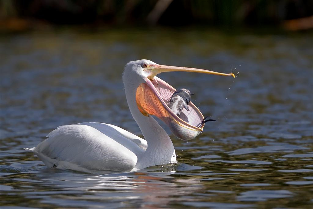 Amerikai fehér pelikán fogott harcsa