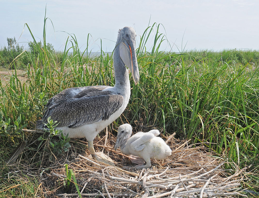 Americký hnedý pelikán v hniezde s mláďaťom