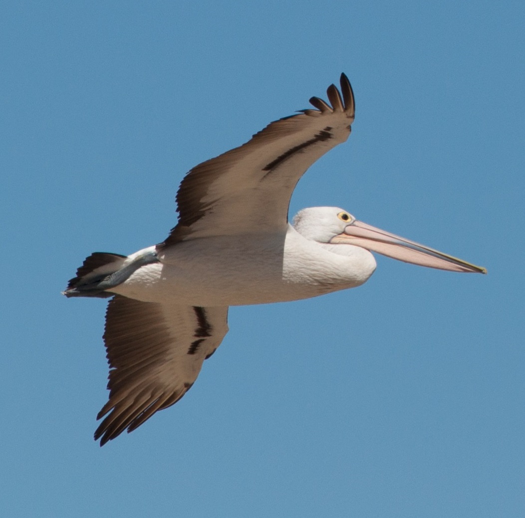 Pelican Australia dalam penerbangan