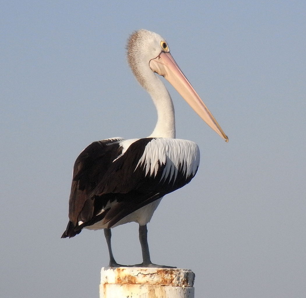 পিয়ার উপর অস্ট্রেলিয়ান Pelican
