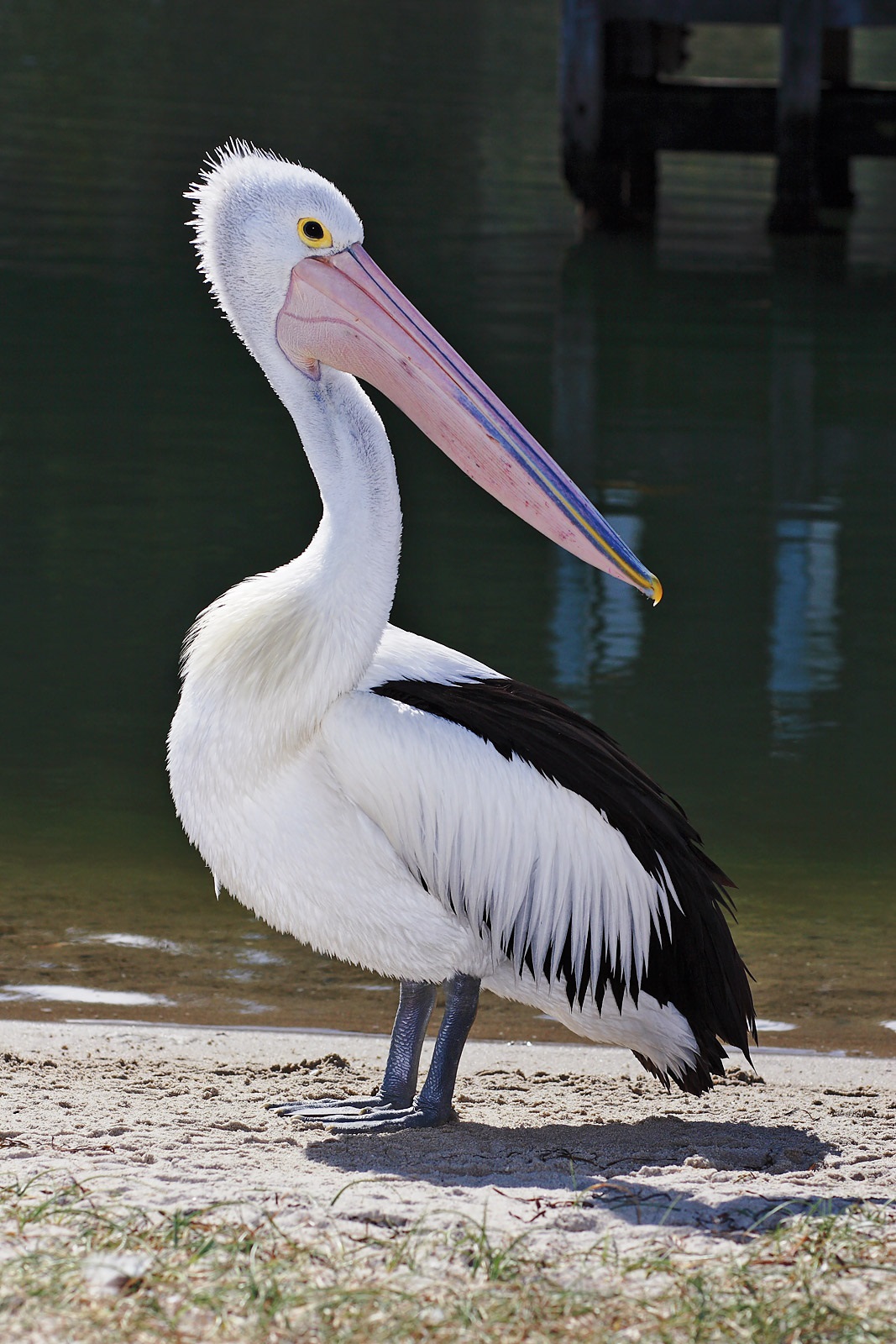 Австралиялық пеликан