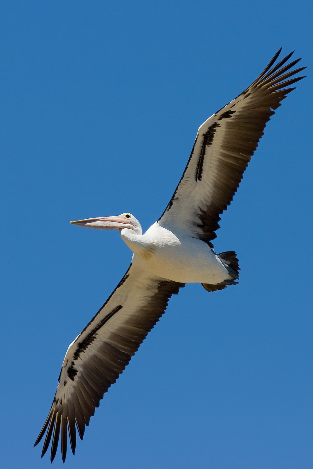 Australijski pelikan w locie