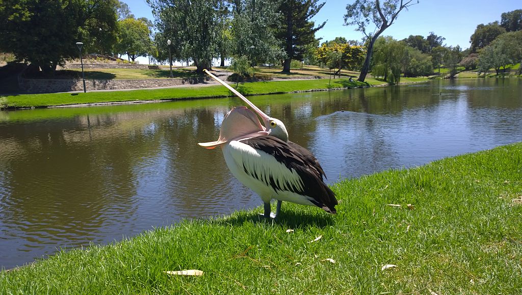 Australian Pelican poltsa tamaina erakusten du