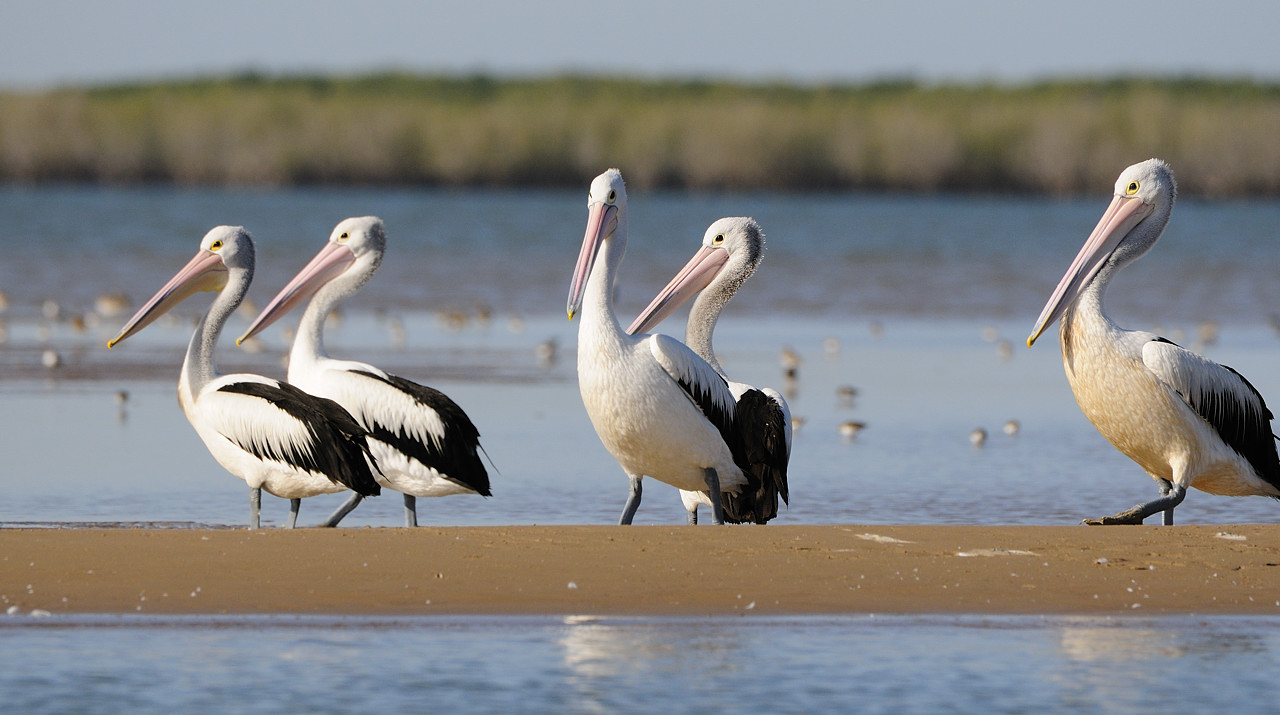Isang kawan ng Australian pelicans sa baybayin