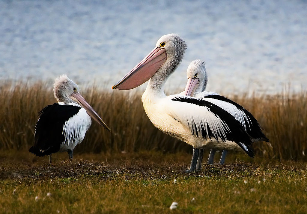 Qirg'oqda avstraliyalik pelikanlar