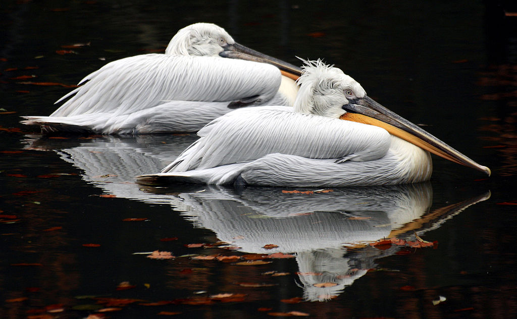 Péire pelicans coileach ar an uisce ag an Zú Colchester, Essex, sa Bhreatain