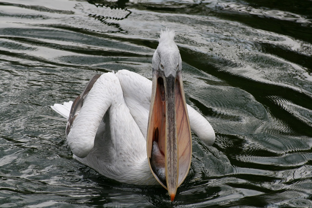 Krøllete pelikan med fanget fisk i bekken, Herberstein zoo, Østerrike
