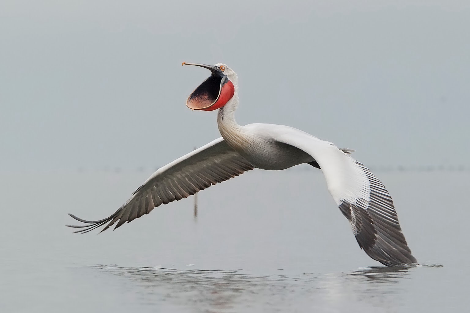 Pelican rizado en vuelo
