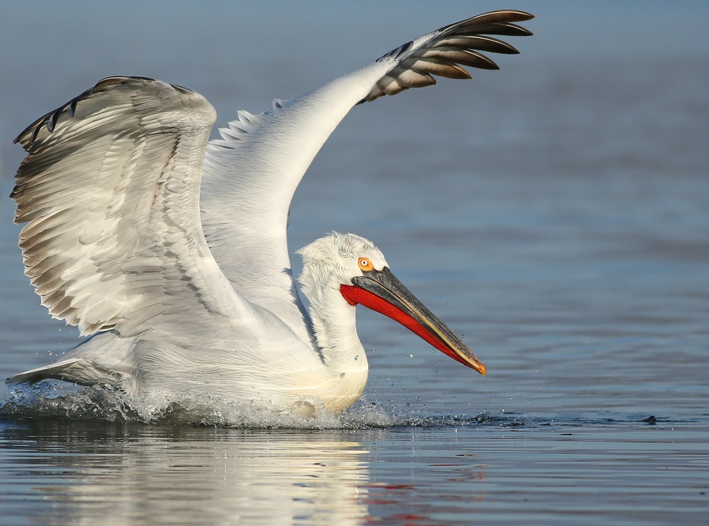 Pelican crolaidh