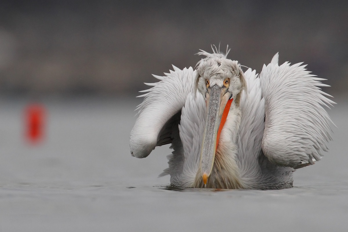 Kędzierzawy pelikan