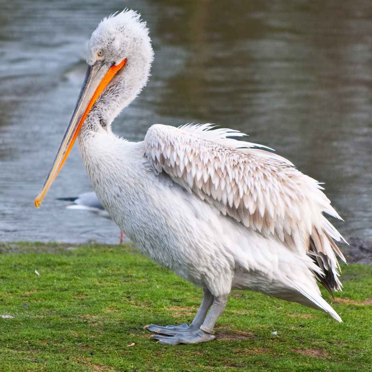 Göndör pelikán