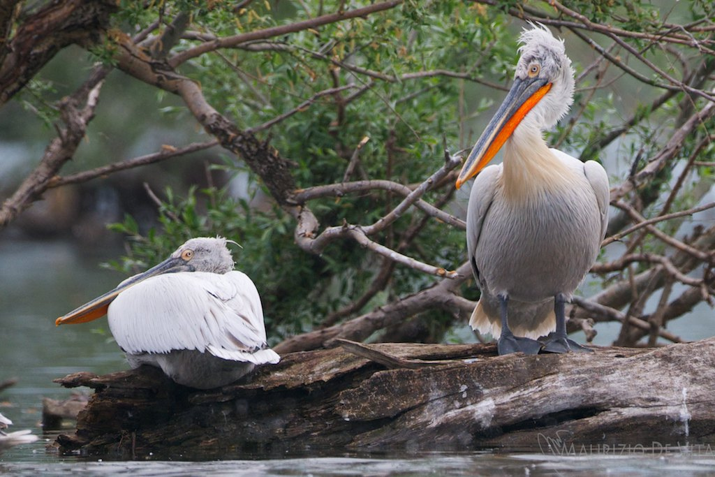 Pelican e monate