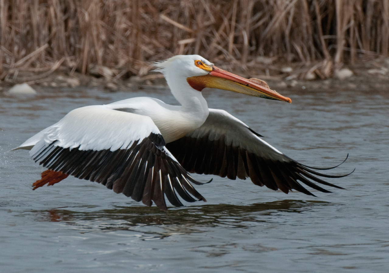 American White Pelican fljúga yfir vatn