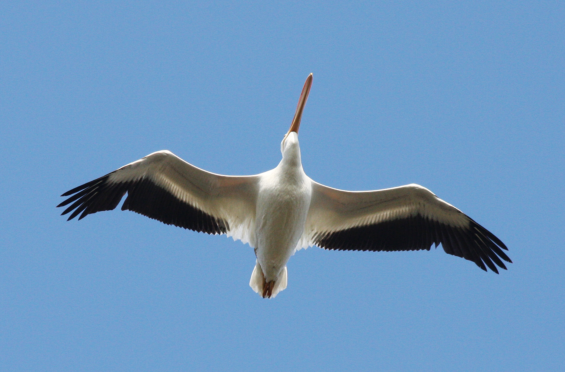 Amerykański biały pelikan w niebie