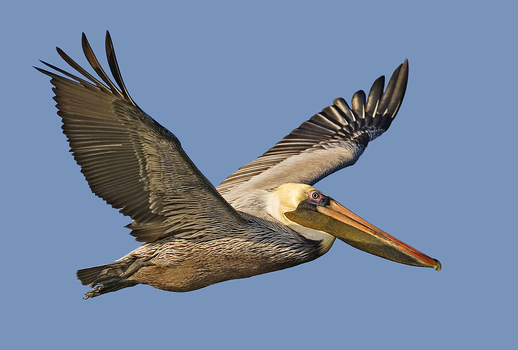 Amerikaanse bruine pelikaan tijdens de vlucht