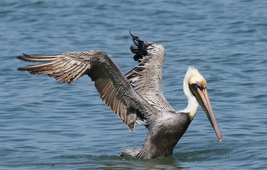 Amerikaanse bruine pelikaan op het water