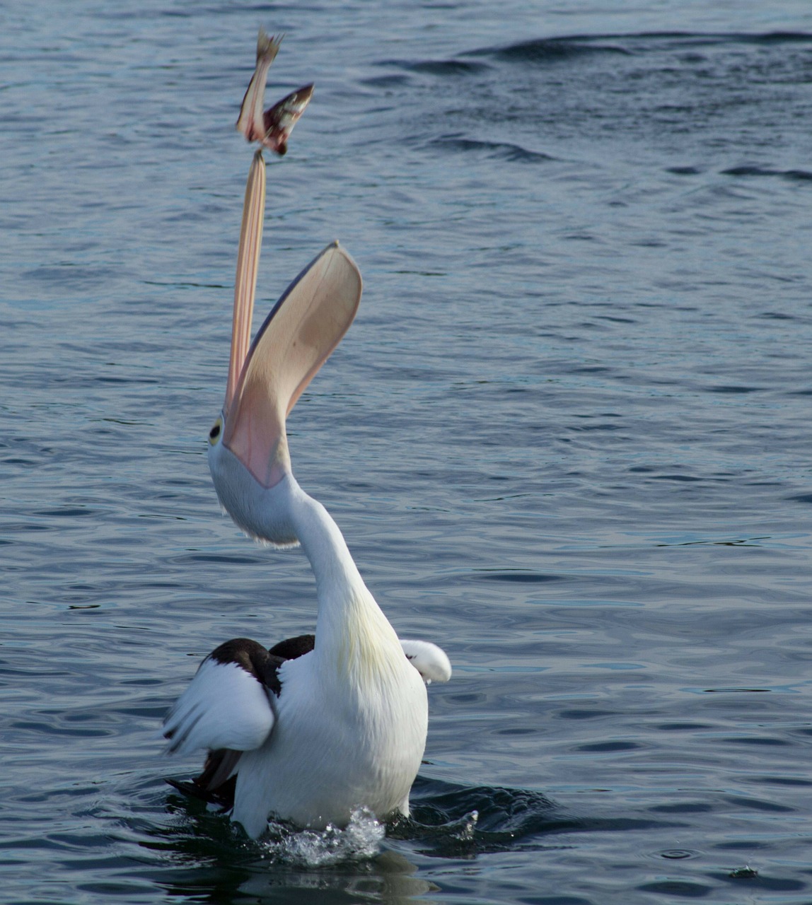 Pelican cokelat Amerika bermain dengan ikan yang ditangkap