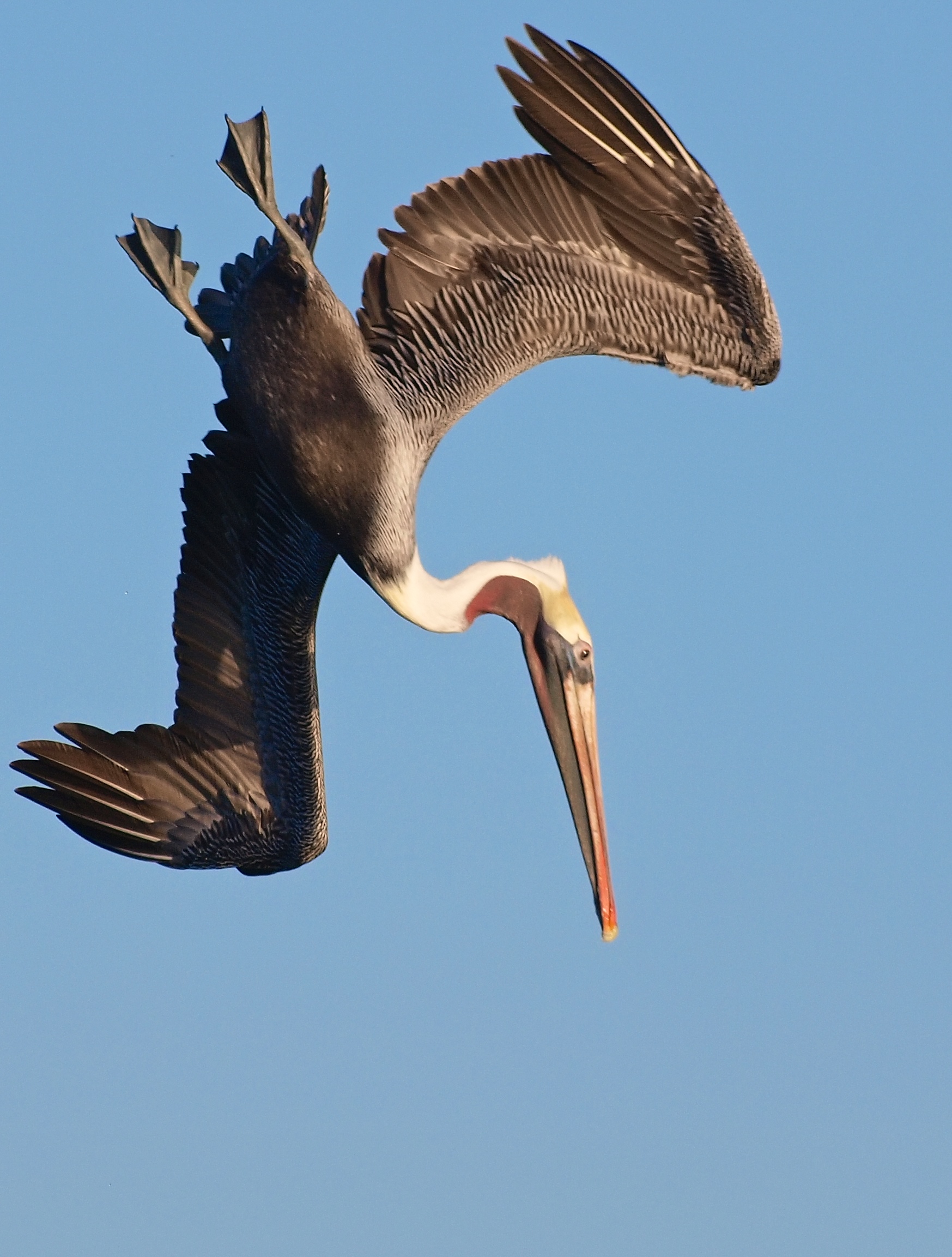 Americký hnedý pelikán v útočnom lete