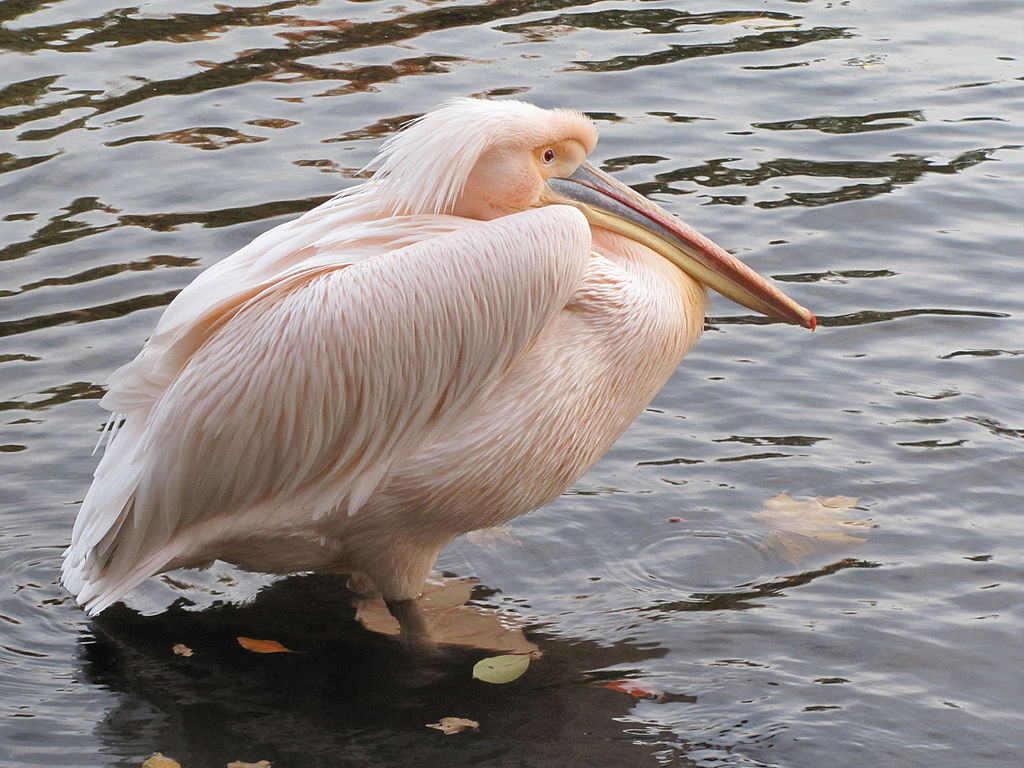 Ягаан өнгийн Pelican
