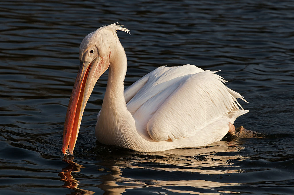 Գունավոր Pelican
