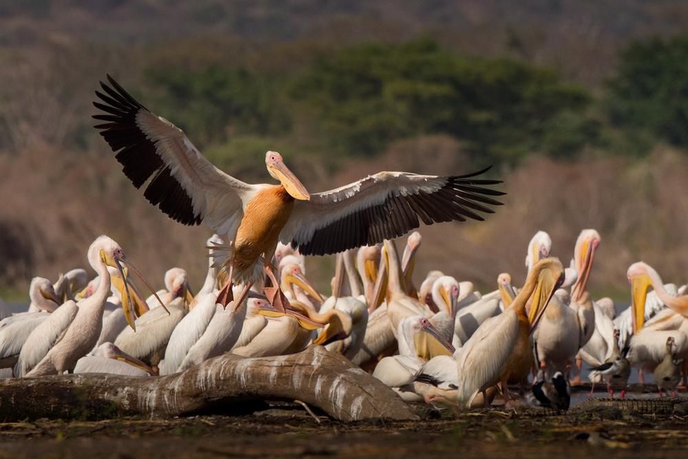 En flod rosa pelikaner i Namibia