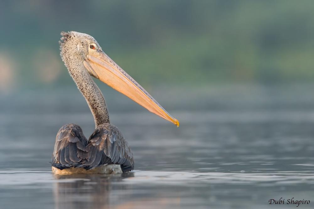Šedý pelikán