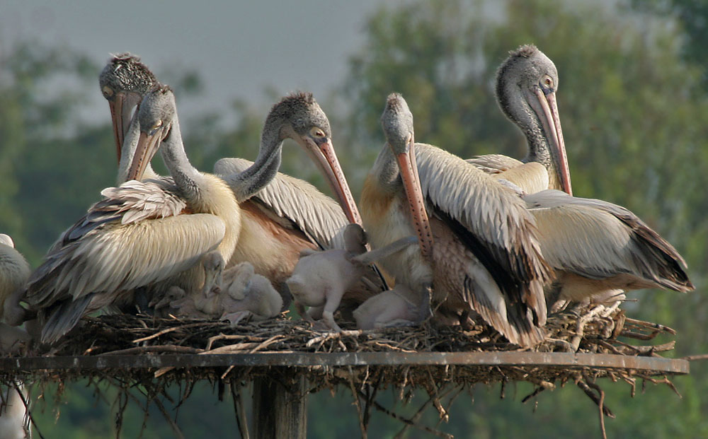 Bidh pelican glas a 'neadachadh air àrd-ùrlar fuadain ann an Uppalapadu, Andhra Pradesh