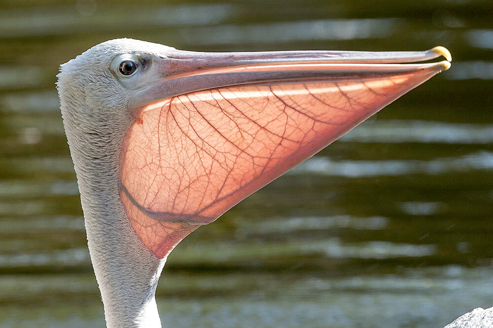 Pienk-geruite pelikaan se keelhouer met snawel opgewek