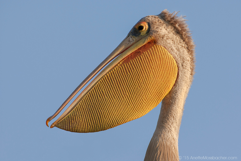 Pek tekak pelican berwarna merah jambu dengan paruh diturunkan