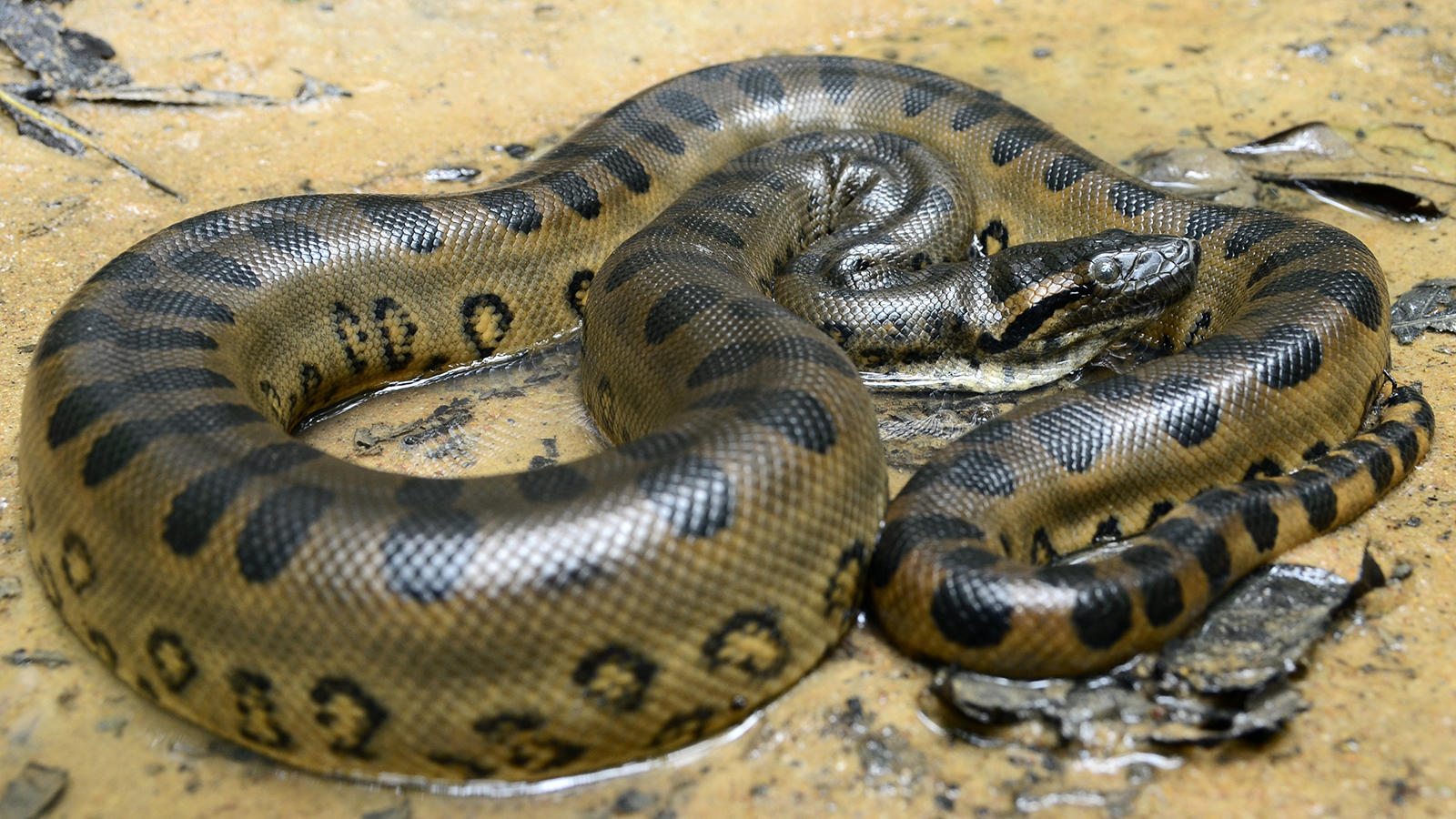 Anaconda raksasa