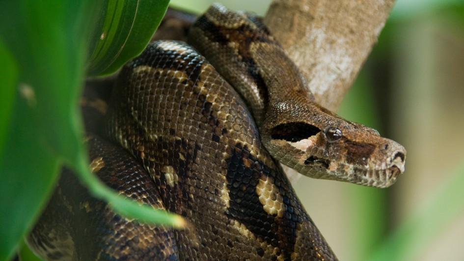 Anaconda raksasa