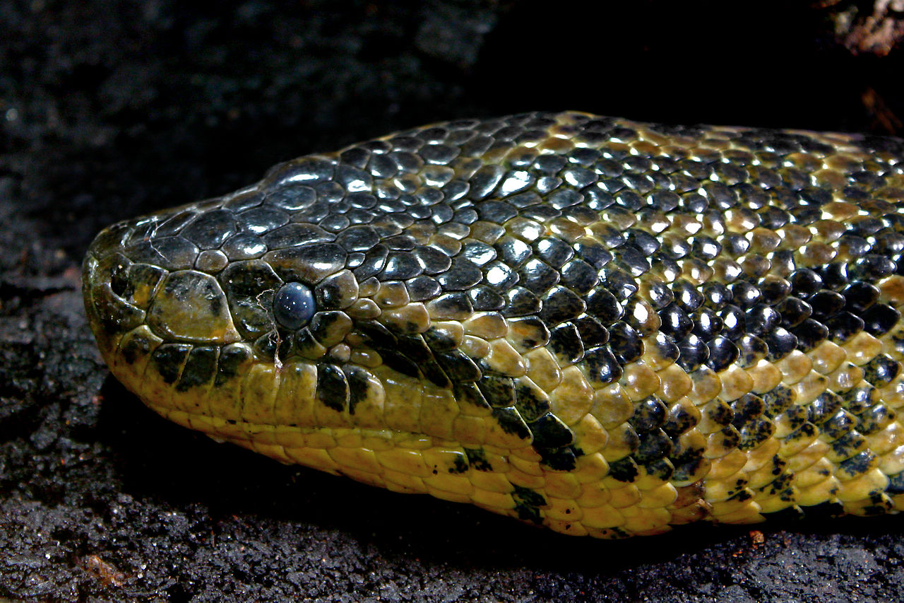 ʻO ke poʻo o Paraguayan anaconda