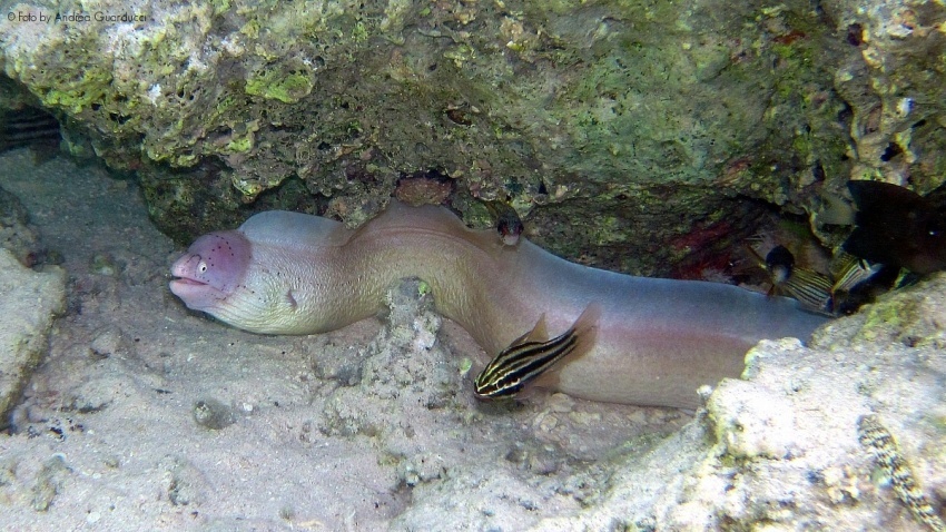 Saber-tooth moray