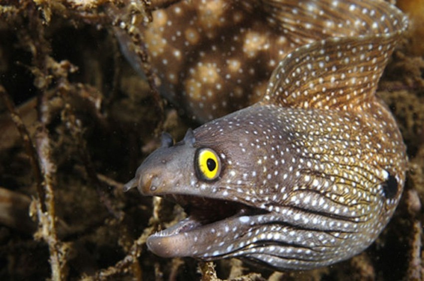 I-Moray eel