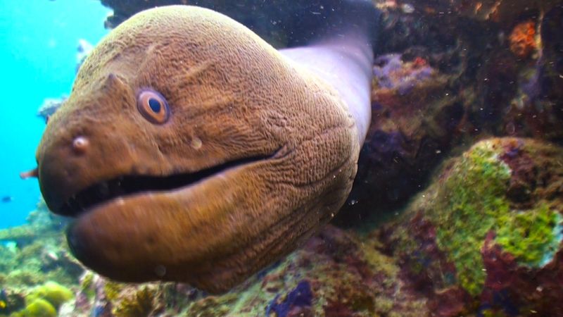 Lươn lươn