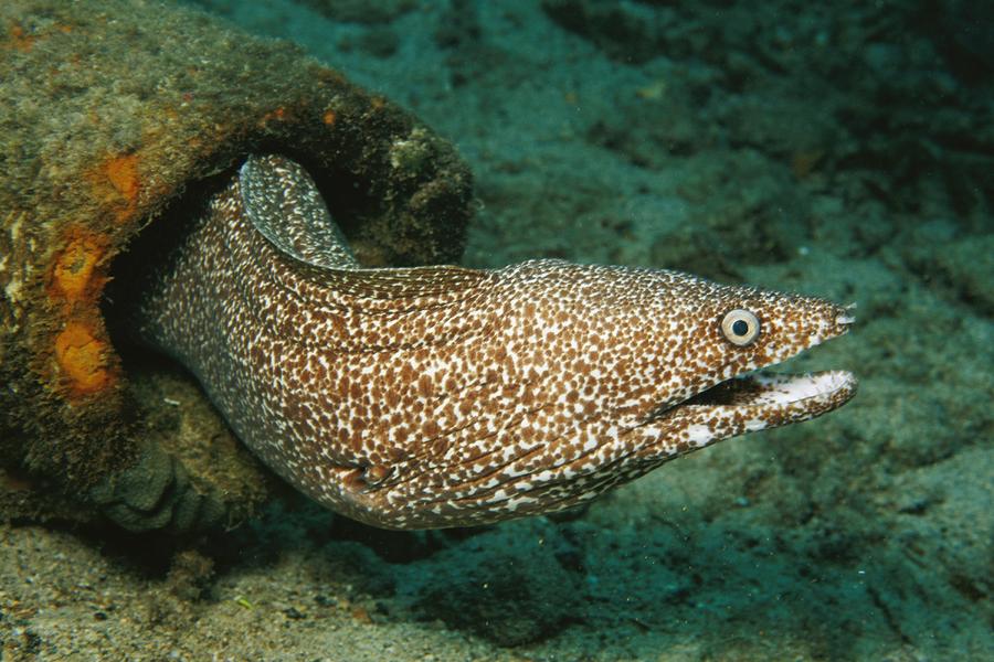 Moray ål