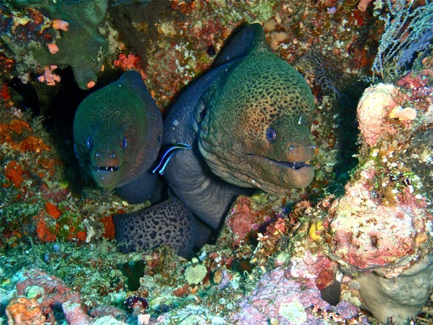 Moray nosed