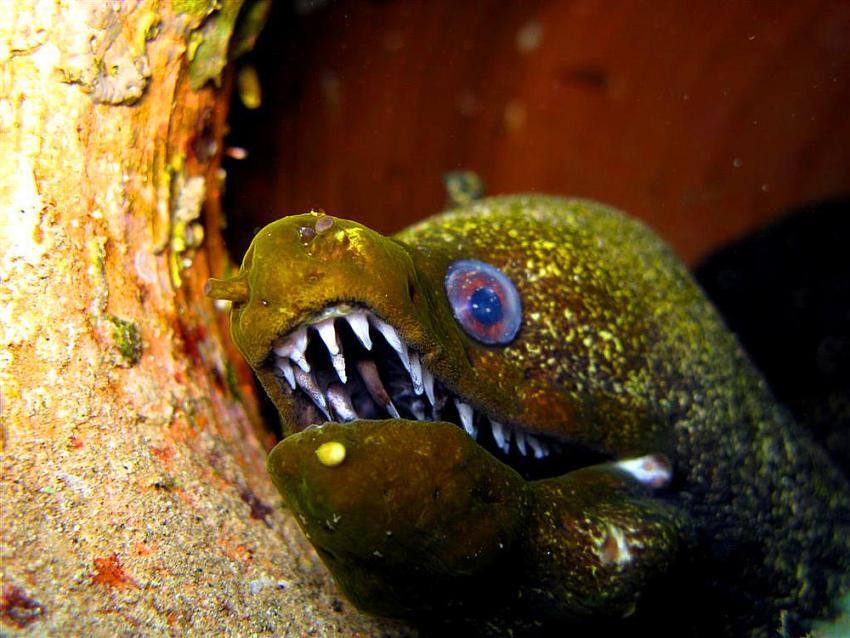Anguila moray