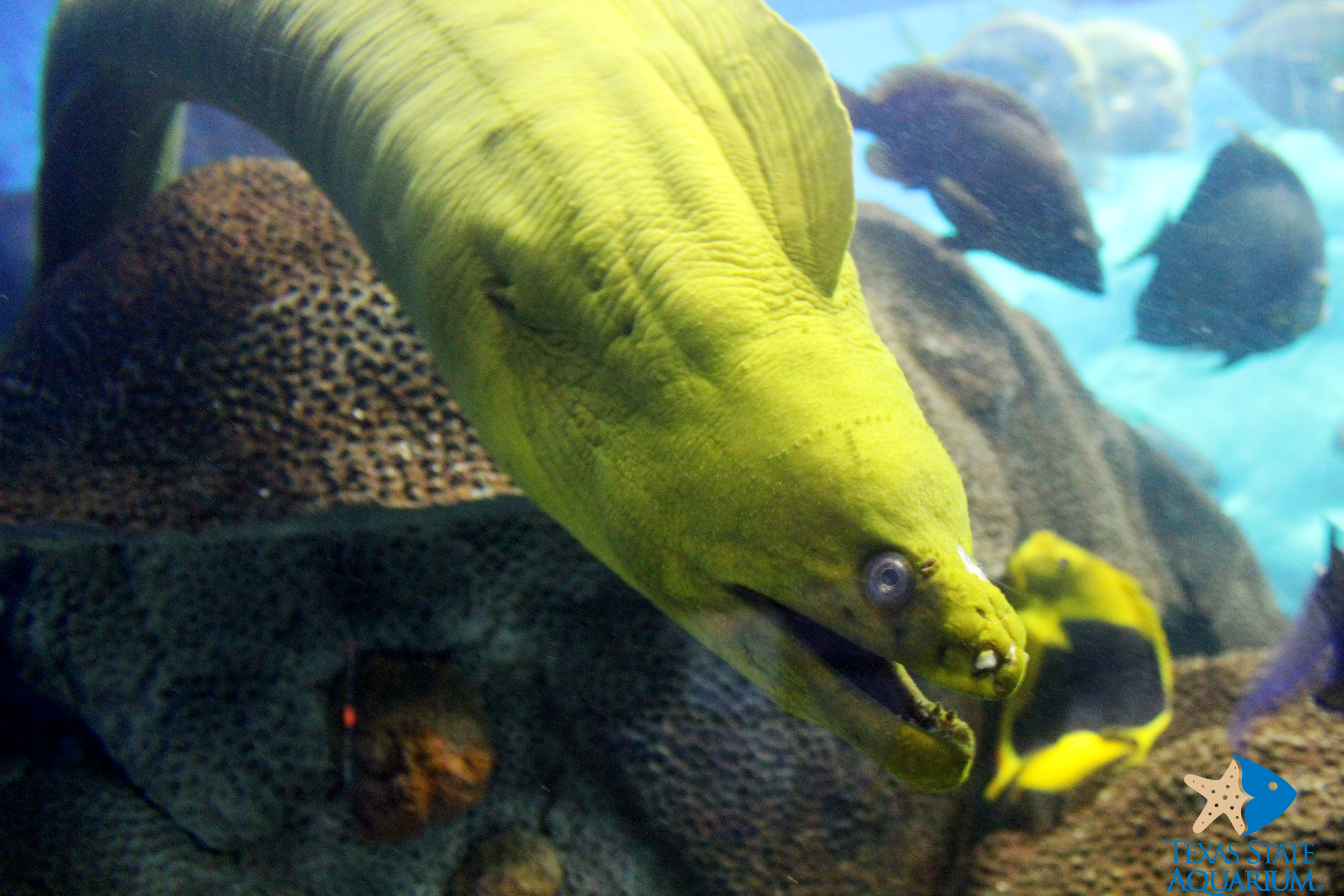 I-moray ehlaza kwi-aquarium