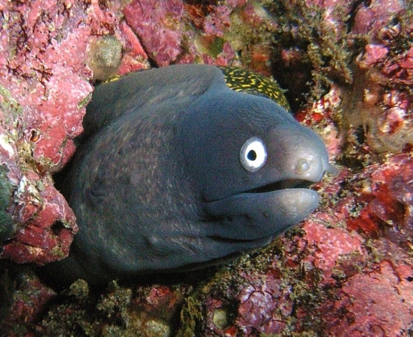 Moray eels