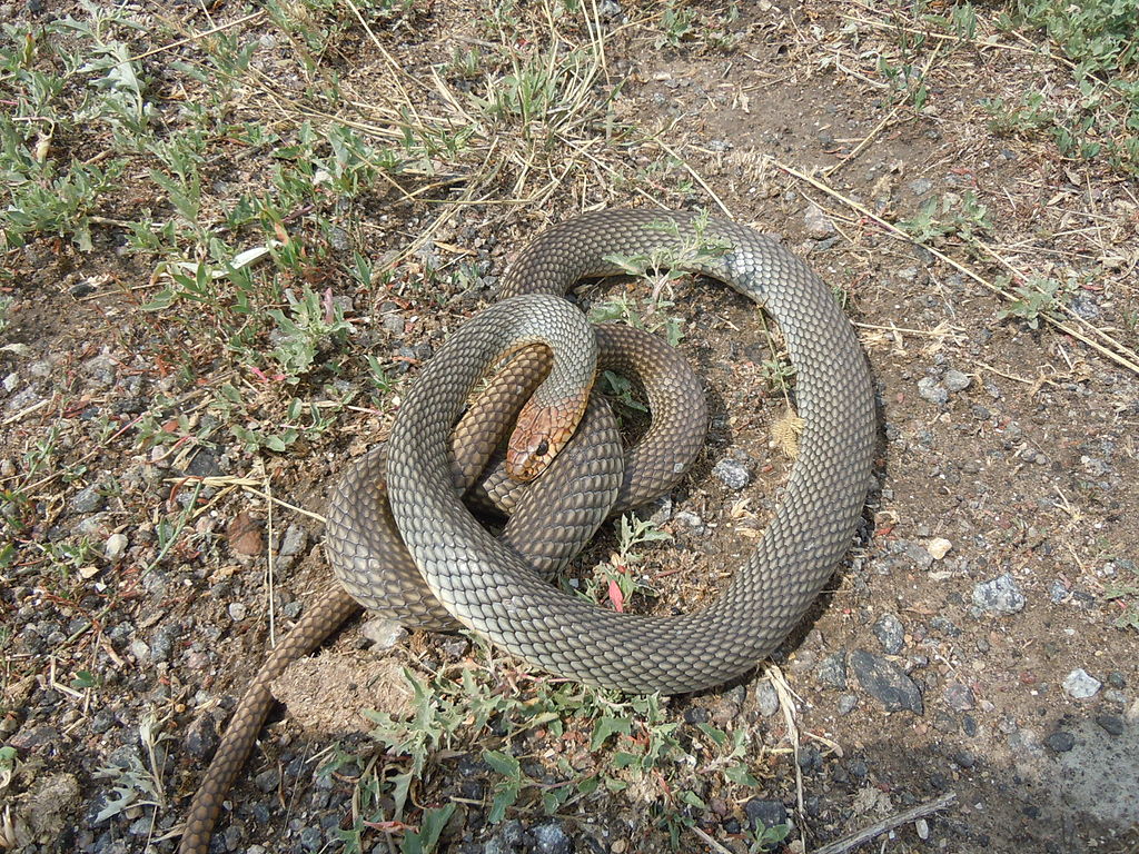 Фотографија на змија со жолто-злато
