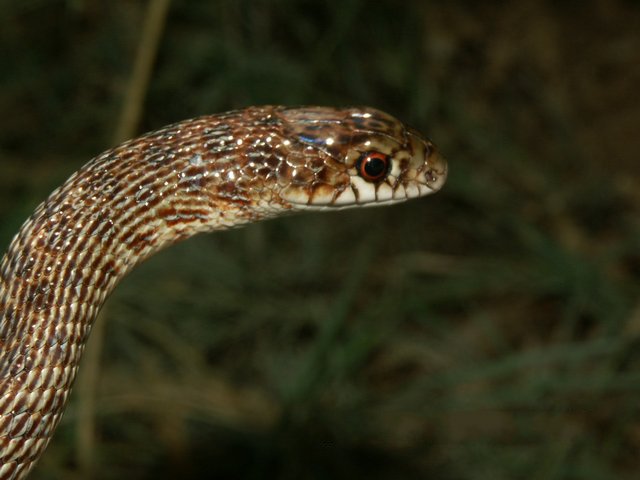 Foto de la serpiente del vientre rojo