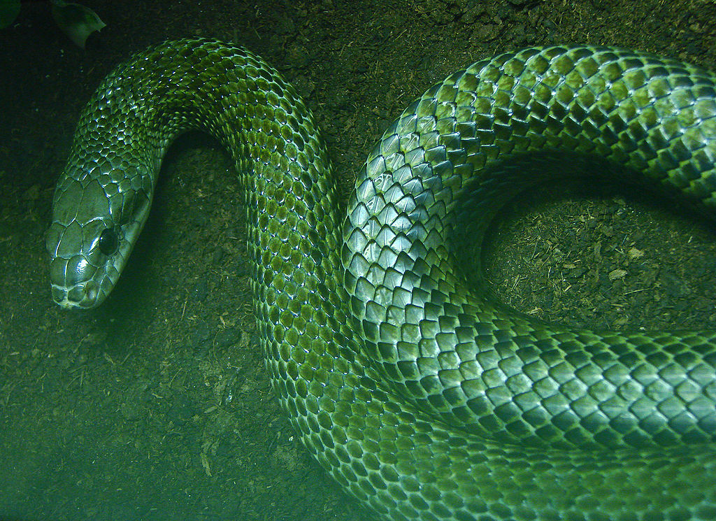 Остра змия